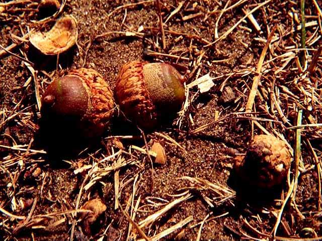 3 Scarlet Acorns