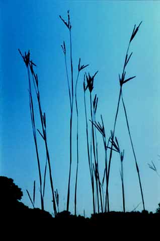 Big Bluestem