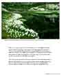 Poster: Cotton Grass