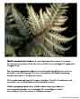 Poster: Fern