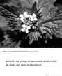 Poster: Garlic Mustard
