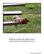 Poster: Squirrel