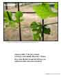 Poster: Mulberry