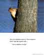 Poster: Squirrel Tree