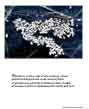 Poster: Sedge seeds on ice