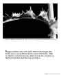 Poster: Sow Thistle