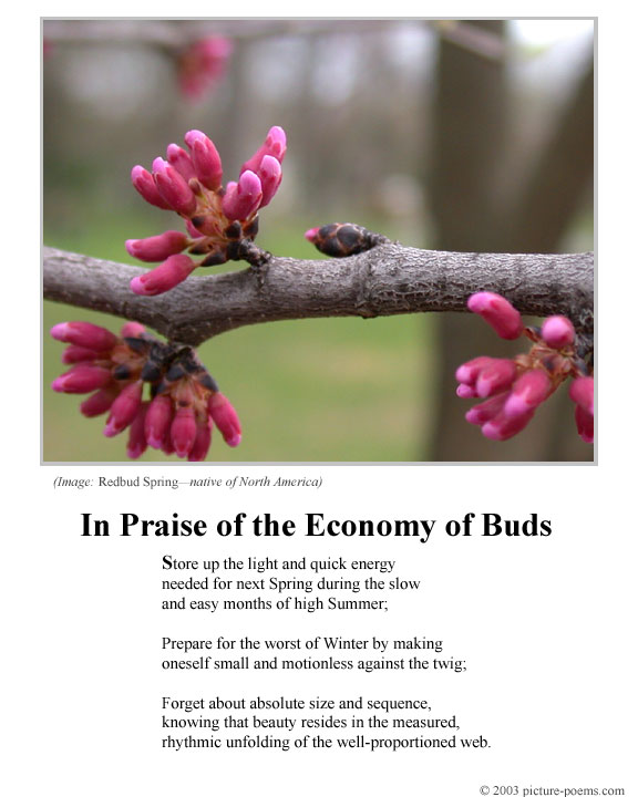 Picture/Poem Poster: Buds