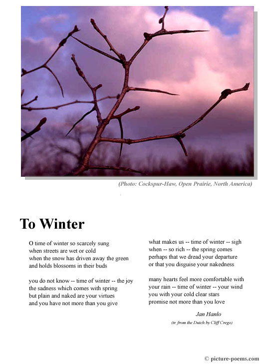 Picture/Poem Poster: Cockspur-Haw