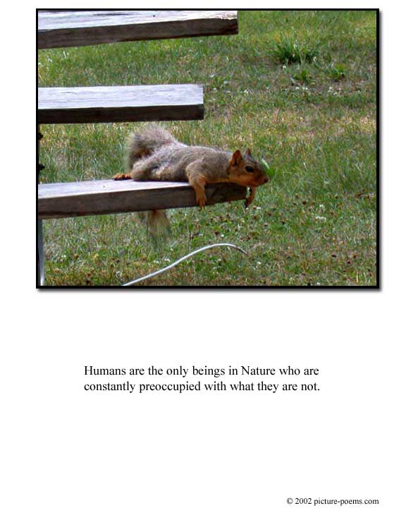 Picture/Poem Poster: Lazy Squirrel