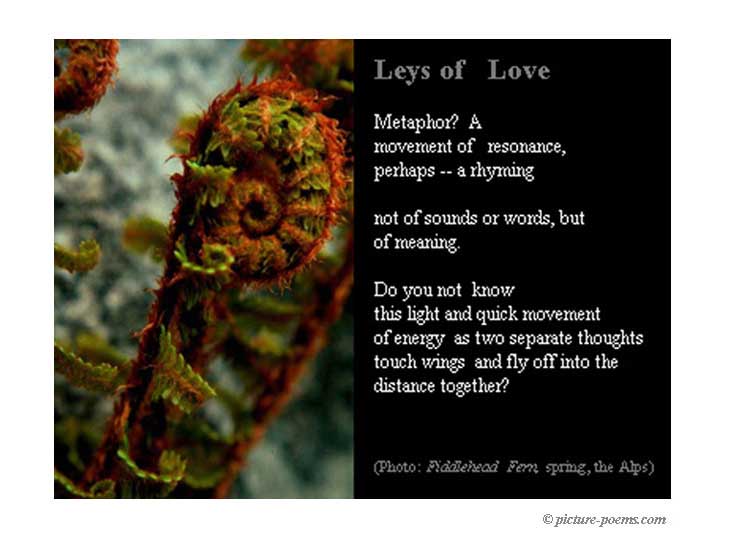 Poster Fiddlehead Fern/Metaphor