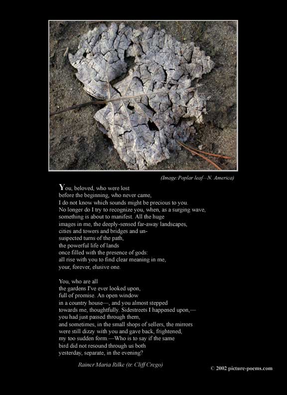 P/P Poster: Poplar leaf