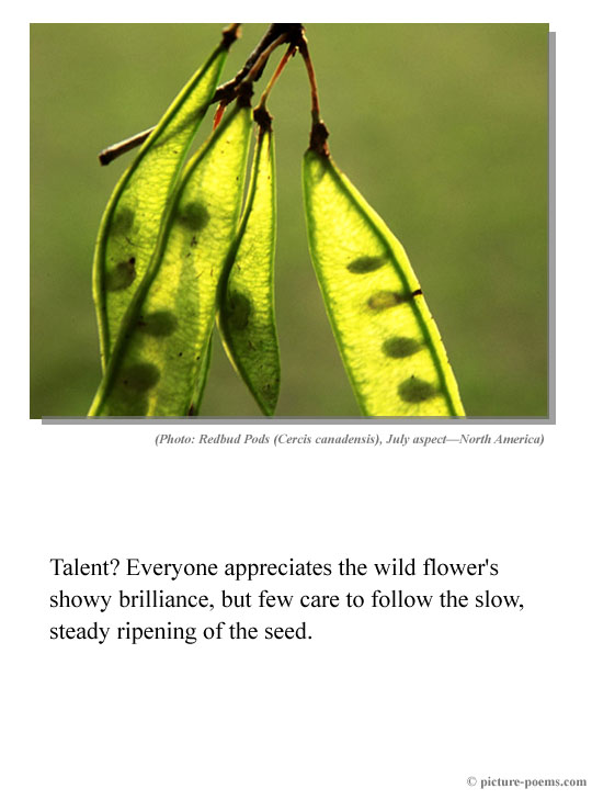 Picture/Poem Poster: Redbud