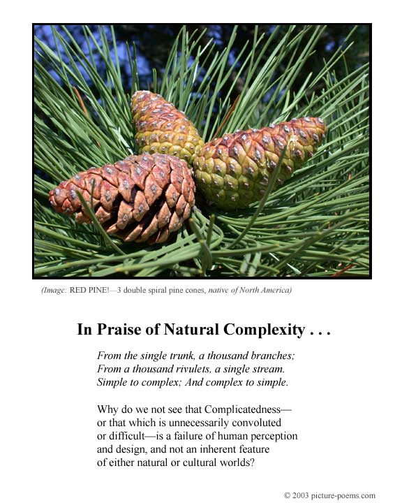 Picture/Poem Poster: Red Pine