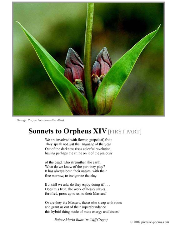P/P Poster: Sonnets to Orpheus XIV [1]