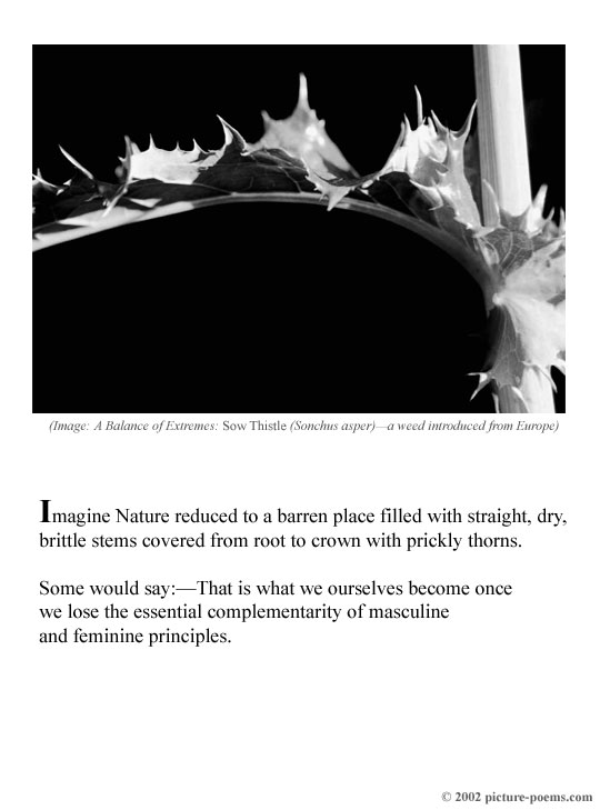 Picture/Poem Poster: Balance of Extremes