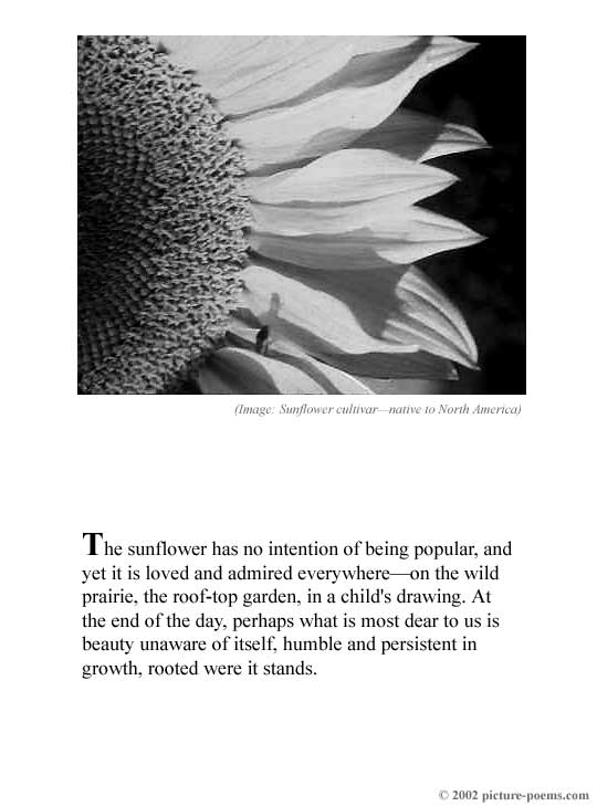 Picture/Poem Poster: The Sunflower