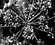 Umbel of Water Hemlock