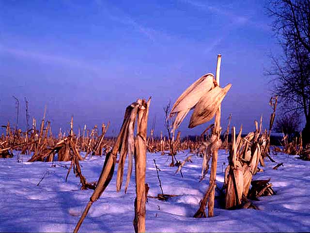 "Crowcorn", North America