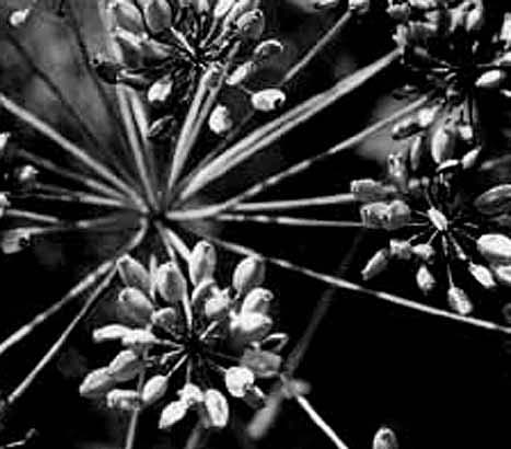 Umbel of Water Hemlock