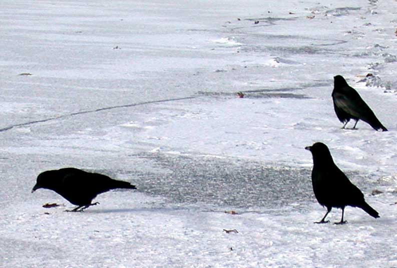 3 snow crows