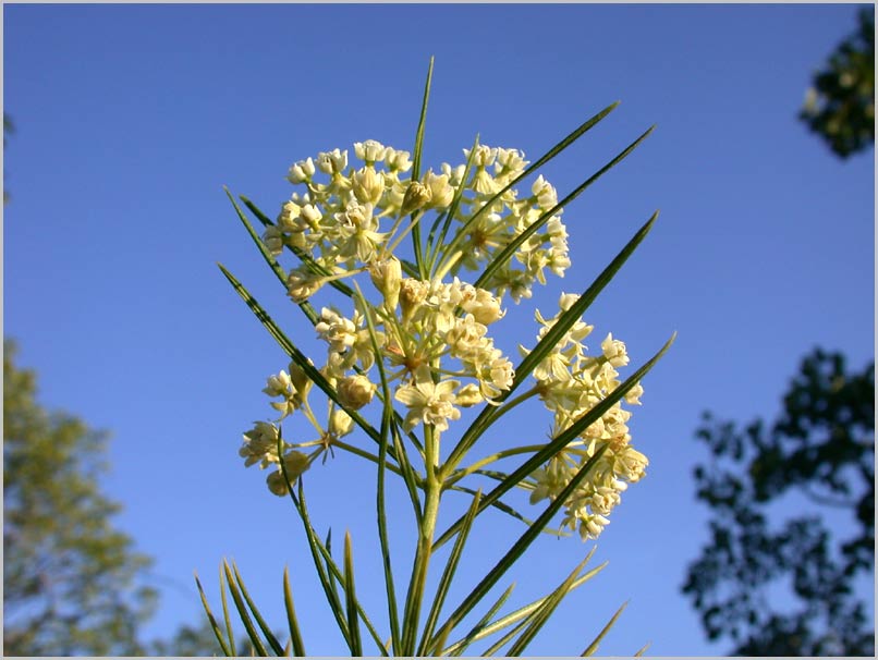 Whorled Milkweed