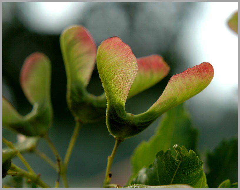 amur maple. samara