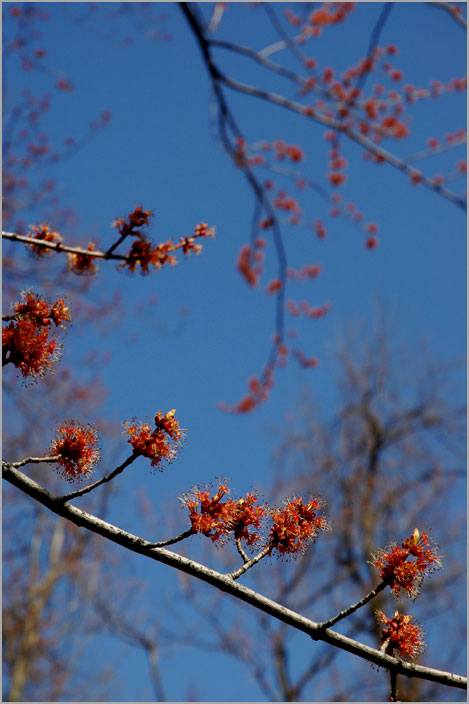 red maple, male flowers