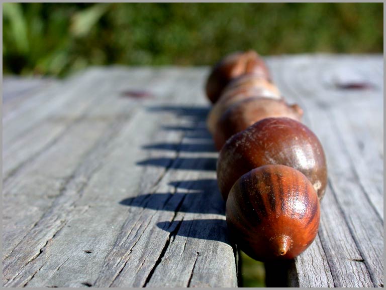 acorns in a row