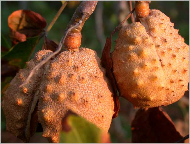 ohio buckeye