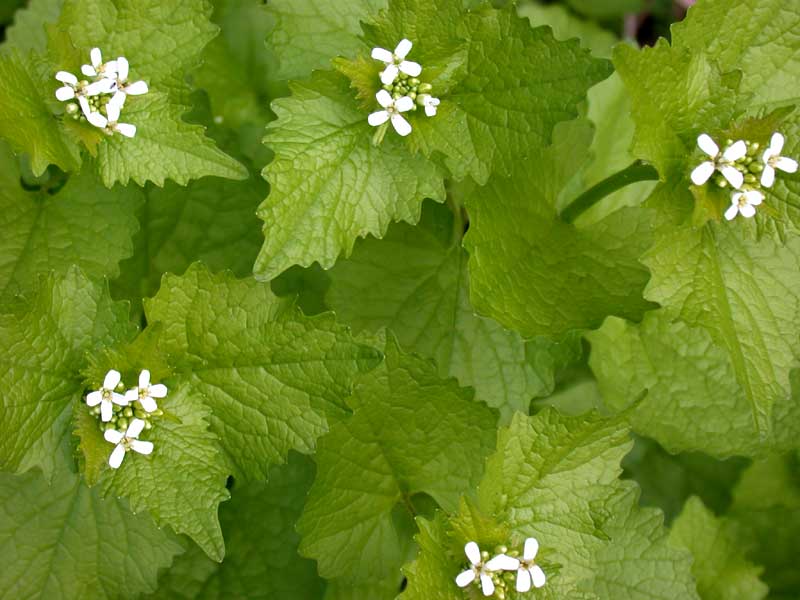 garlic mustard: wayside weed