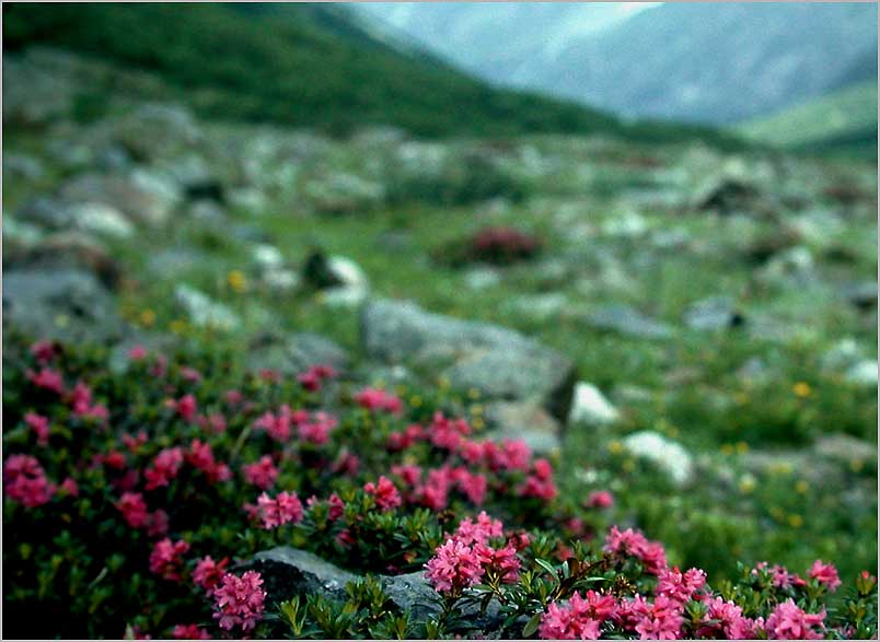 alpine rose july rain