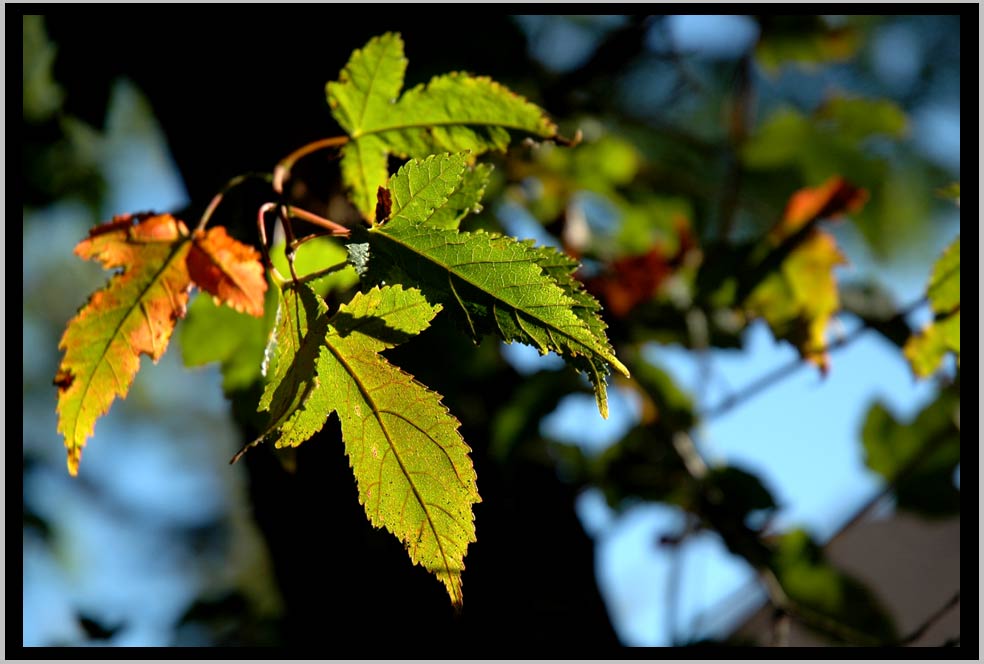 amur maple