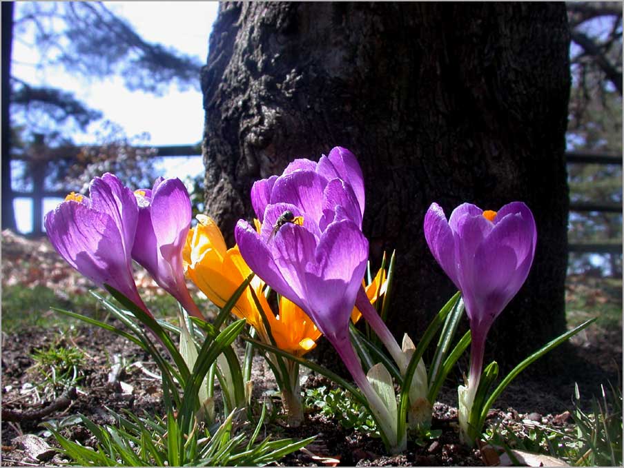 april crocus