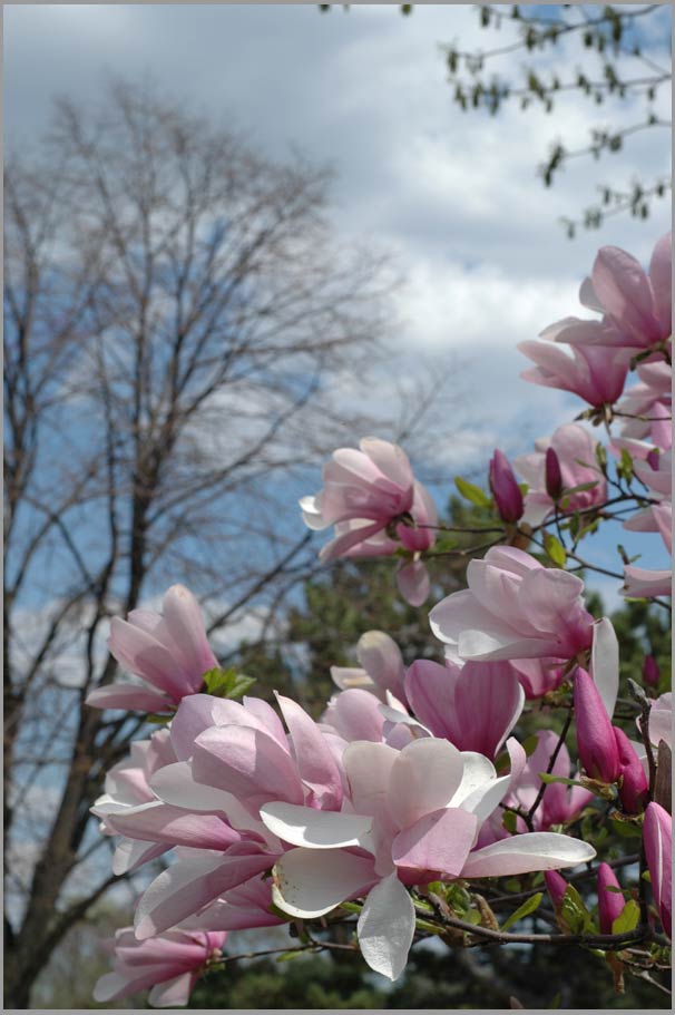 april magnolia