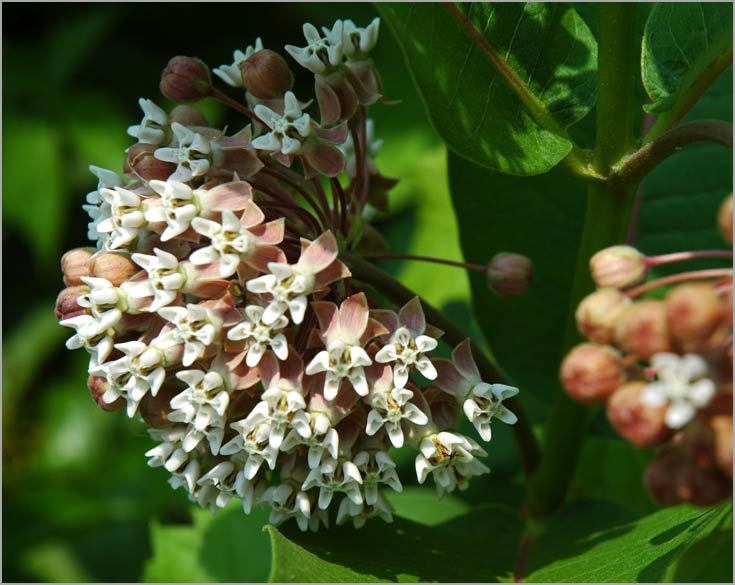 june common milkweed