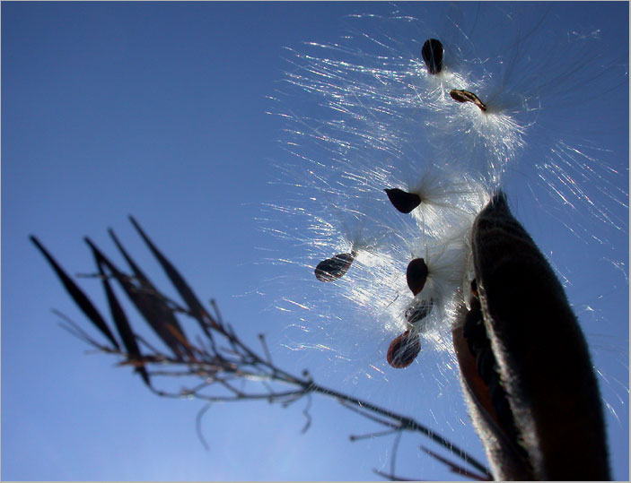 butterfly weed fall