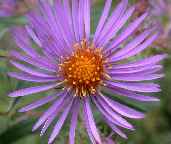 new england aster