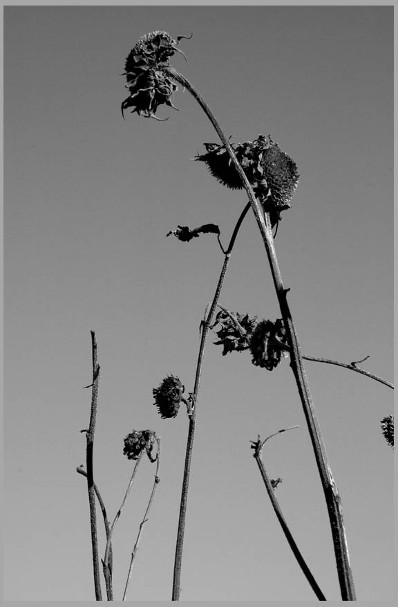 autumn sunflowers