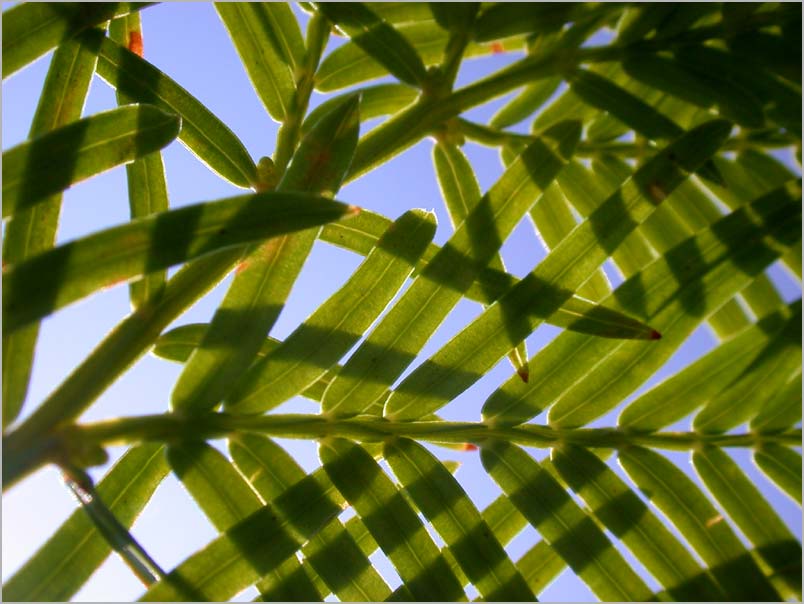 bald cypress, leaf pattern