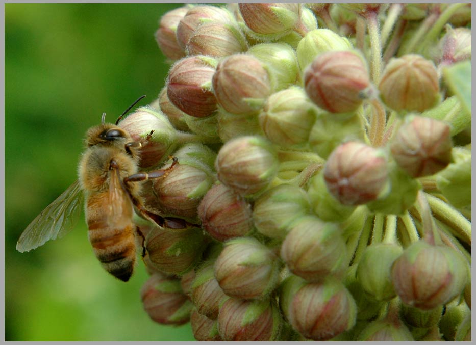 be on new milkweed