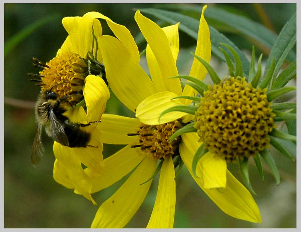 bee on rudbeckia