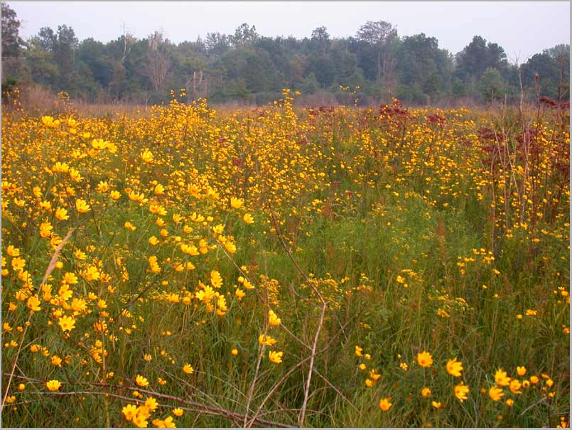 tickseed sunflowers