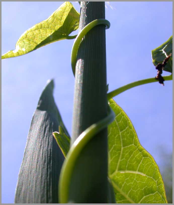 bindweed around reedgrass