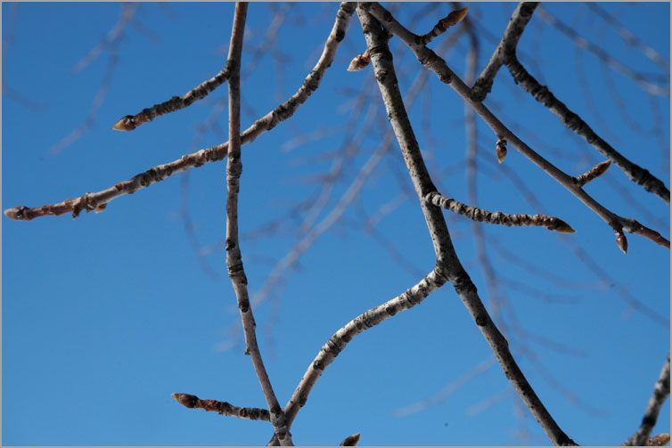 black tupelo buds