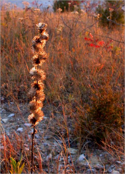 blazing star, fall aspect