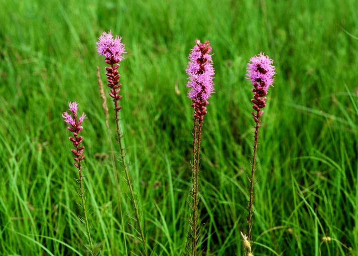 Blazing Stars: North American Prairie