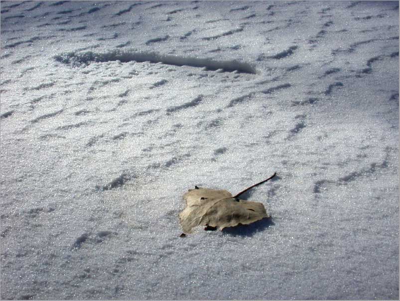 bootprint and a poplar leaf