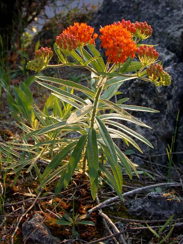 july butterflyweed