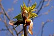 sweetgum fall