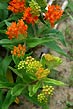 butterfly milkweed